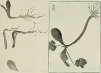 An illustration from Nature drawing from various points of view (1910)