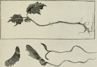 An illustration from Nature drawing from various points of view (1910)