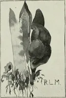 Picture 42 of 133 from Nature drawing from various points of view (1910), leaf 63