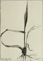 Picture 43 of 133 from Nature drawing from various points of view (1910), leaf 64
