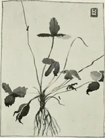 An illustration from Nature drawing from various points of view (1910)