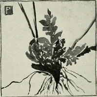 An illustration from Nature drawing from various points of view (1910)