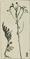 An illustration from Nature drawing from various points of view (1910)