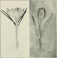 An illustration from Nature drawing from various points of view (1910)