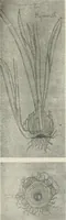 An illustration from Nature drawing from various points of view (1910)