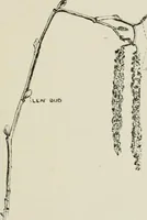 An illustration from Nature drawing from various points of view (1910)