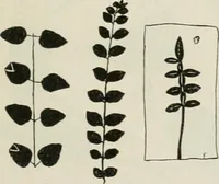 An illustration from Nature drawing from various points of view (1910)