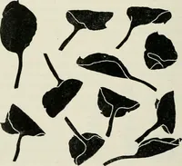 An illustration from Nature drawing from various points of view (1910)
