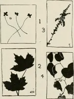 An illustration from Nature drawing from various points of view (1910)