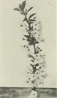 An illustration from Nature drawing from various points of view (1910)