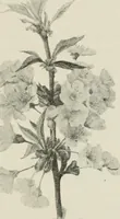 An illustration from Nature drawing from various points of view (1910)