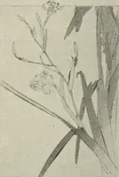 An illustration from Nature drawing from various points of view (1910)
