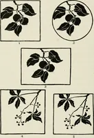 An illustration from Nature drawing from various points of view (1910)