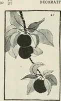 An illustration from Nature drawing from various points of view (1910)