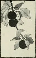 An illustration from Nature drawing from various points of view (1910)
