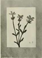 An illustration from Nature drawing from various points of view (1910)