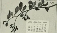 Picture 69 of 133 from Nature drawing from various points of view (1910), leaf 97