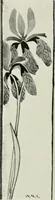 An illustration from Nature drawing from various points of view (1910)