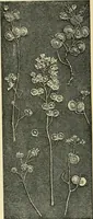 An illustration from Nature in ornament; an enquiry into the natural element in ornamental design & a survey of the ornamental treatment of natural forms (1902)