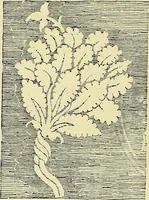 An illustration from Nature in ornament; an enquiry into the natural element in ornamental design & a survey of the ornamental treatment of natural forms (1902)