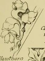 An illustration from Nature in ornament; an enquiry into the natural element in ornamental design & a survey of the ornamental treatment of natural forms (1902)