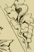An illustration from Nature in ornament; an enquiry into the natural element in ornamental design & a survey of the ornamental treatment of natural forms (1902)