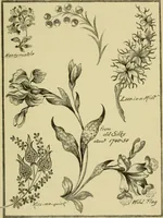 An illustration from Nature in ornament; an enquiry into the natural element in ornamental design & a survey of the ornamental treatment of natural forms (1902)