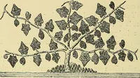 An illustration from Nature in ornament; an enquiry into the natural element in ornamental design & a survey of the ornamental treatment of natural forms (1902)