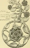 An illustration from Nature in ornament; an enquiry into the natural element in ornamental design & a survey of the ornamental treatment of natural forms (1902)