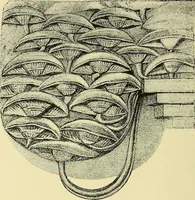 An illustration from Nature in ornament; an enquiry into the natural element in ornamental design & a survey of the ornamental treatment of natural forms (1902)