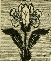 An illustration from Nature in ornament; an enquiry into the natural element in ornamental design & a survey of the ornamental treatment of natural forms (1902)