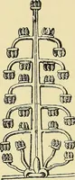 An illustration from Nature in ornament; an enquiry into the natural element in ornamental design & a survey of the ornamental treatment of natural forms (1902)