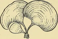 An illustration from Nature in ornament; an enquiry into the natural element in ornamental design & a survey of the ornamental treatment of natural forms (1902)