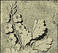 An illustration from Nature in ornament; an enquiry into the natural element in ornamental design & a survey of the ornamental treatment of natural forms (1902)