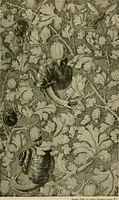 An illustration from Nature in ornament; an enquiry into the natural element in ornamental design & a survey of the ornamental treatment of natural forms (1902)