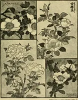 An illustration from Nature in ornament; an enquiry into the natural element in ornamental design & a survey of the ornamental treatment of natural forms (1902)