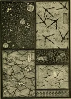 Picture 255 of 307 from Nature in ornament; an enquiry into the natural element in ornamental design & a survey of the ornamental treatment of natural forms (1902), leaf 460