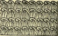 An illustration from Nature in ornament; an enquiry into the natural element in ornamental design & a survey of the ornamental treatment of natural forms (1902)