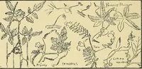 An illustration from Nature in ornament; an enquiry into the natural element in ornamental design & a survey of the ornamental treatment of natural forms (1902)