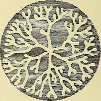 An illustration from Nature in ornament; an enquiry into the natural element in ornamental design & a survey of the ornamental treatment of natural forms (1902)