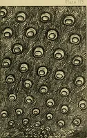 An illustration from Nature in ornament; an enquiry into the natural element in ornamental design & a survey of the ornamental treatment of natural forms (1902)