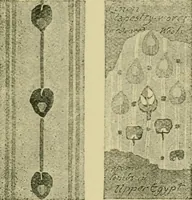 Picture 280 of 307 from Nature in ornament; an enquiry into the natural element in ornamental design & a survey of the ornamental treatment of natural forms (1902), leaf 484