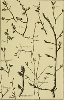 An illustration from Nature in ornament; an enquiry into the natural element in ornamental design & a survey of the ornamental treatment of natural forms (1902)