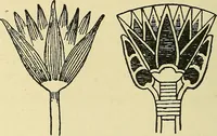 An illustration from Nature in ornament; an enquiry into the natural element in ornamental design & a survey of the ornamental treatment of natural forms (1902)