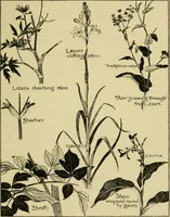 Picture 7 of 307 from Nature in ornament; an enquiry into the natural element in ornamental design & a survey of the ornamental treatment of natural forms (1902), leaf 54