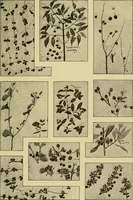 An illustration from Nature in ornament; an enquiry into the natural element in ornamental design & a survey of the ornamental treatment of natural forms (1902)