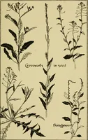 An illustration from Nature in ornament; an enquiry into the natural element in ornamental design & a survey of the ornamental treatment of natural forms (1902)