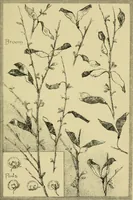 Picture 11 of 307 from Nature in ornament; an enquiry into the natural element in ornamental design & a survey of the ornamental treatment of natural forms (1902), leaf 66