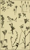 An illustration from Nature in ornament; an enquiry into the natural element in ornamental design & a survey of the ornamental treatment of natural forms (1902)