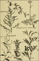 Picture 15 of 307 from Nature in ornament; an enquiry into the natural element in ornamental design & a survey of the ornamental treatment of natural forms (1902), leaf 78